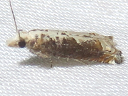 More Suleima cinerodorsana Moths