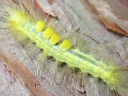 More Definite Tussock Moths