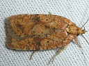 More Four-dotted Agonopterix Moths