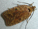 More Canadian Agonopterix Moths