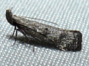 More Dichomeris inversella Moths
