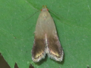 More Anacampsis nonstrigella Moths