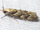 Coleotechnites coniferella