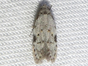 More Taygete attributella Moths