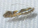 Phyllonorycter species