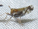 More Liburniella ornata Planthoppers