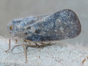 More Citrus Flatid Planthoppers