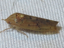 More Ponana quadralaba Leafhoppers