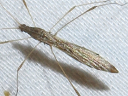 More Stilt Bugs