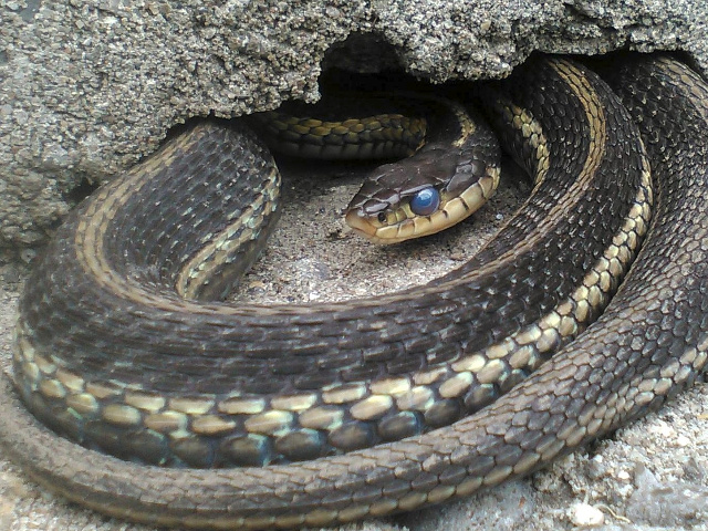 Toronto Wildlife - Snakes