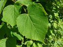 Basswood
