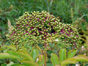 Elderberry