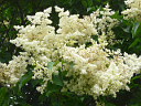 Japanese Tree Lilac