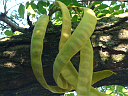 Honey Locust