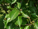 Bradford Pear