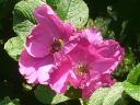 Rugosa Rose
