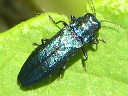 Agrilus cyanescens
