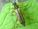 Analeptura lineola
