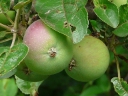 Common Apple