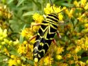 Locust Borer