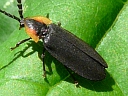Black Firefly