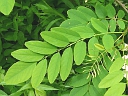 Black Locust