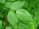 American Bladdernut
