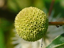 Buttonbush