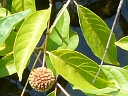 Buttonbush