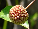 Buttonbush