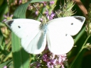 Cabbage White