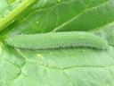 Cabbage White larva