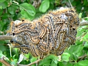 Eastern Tent Caterpillar
