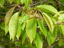 Pin Cherry