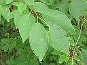Choke Cherry