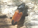 Ampedus apicatus