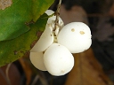 Common Snowberry
