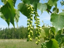 Eastern Cottonwood