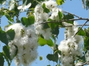 Eastern Cottonwood