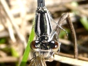 Coenagrionidae species