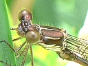 Coenagrionidae species