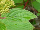Red-osier Dogwood