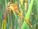 Autumn Meadowhawk female