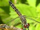 Blue Dasher female