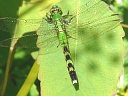 Eastern Pondhawk female