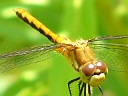 White-faced Meadowhawk female