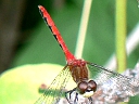 White-faced Meadowhawk male