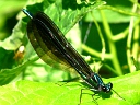 More Ebony Jewelwing Damselflies