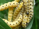 Spindle? Ermine larva