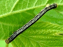 Fall Cankerworm larva